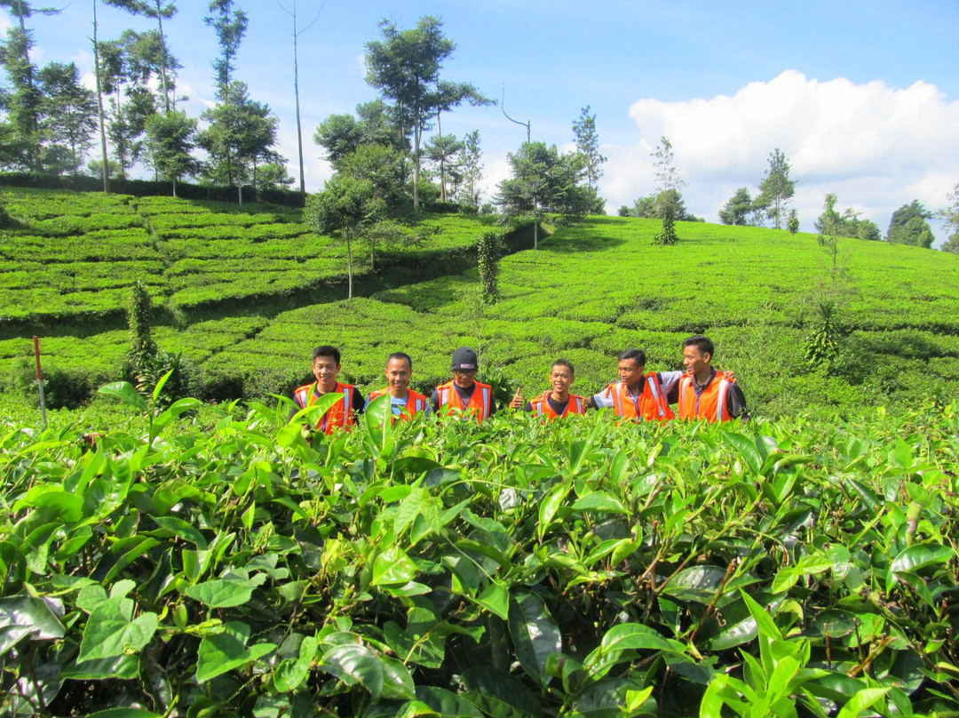 Tanjung Sari Tea Garden景点图片