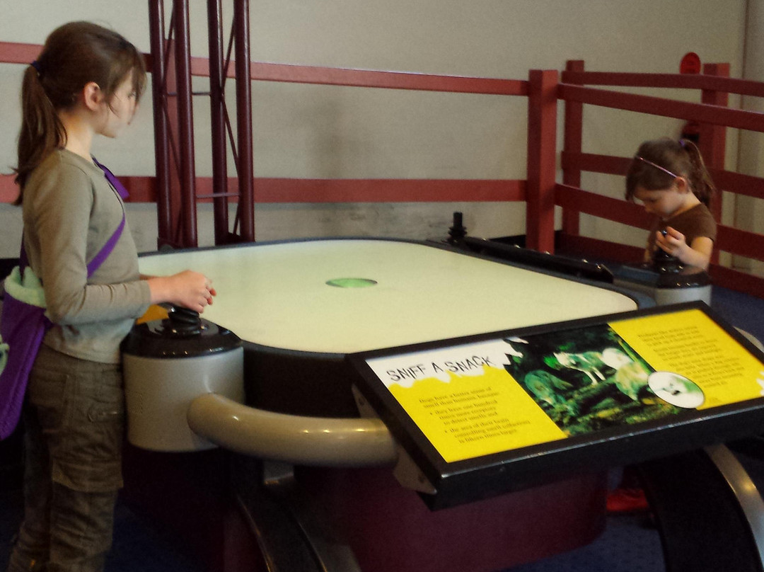 维多利亚女王博物馆和美术馆-朗塞斯顿必去景点