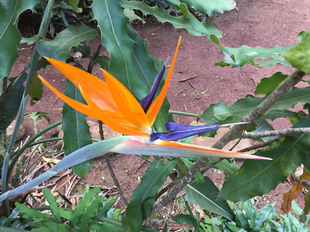 Purdy's All-Natural Macadamia Nut Farm-摩洛凯岛必去景点