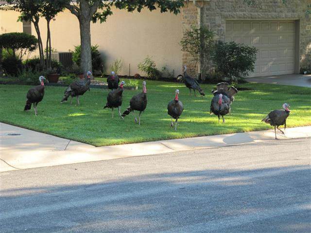 Sun City Texas-Georgetown必去景点