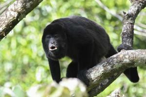 Corcovado Tour Guiding Services景点图片