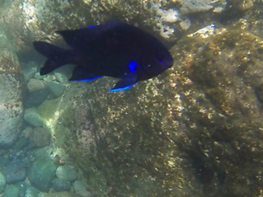 Blue Explorers Diving Centres-莫干港必去景点