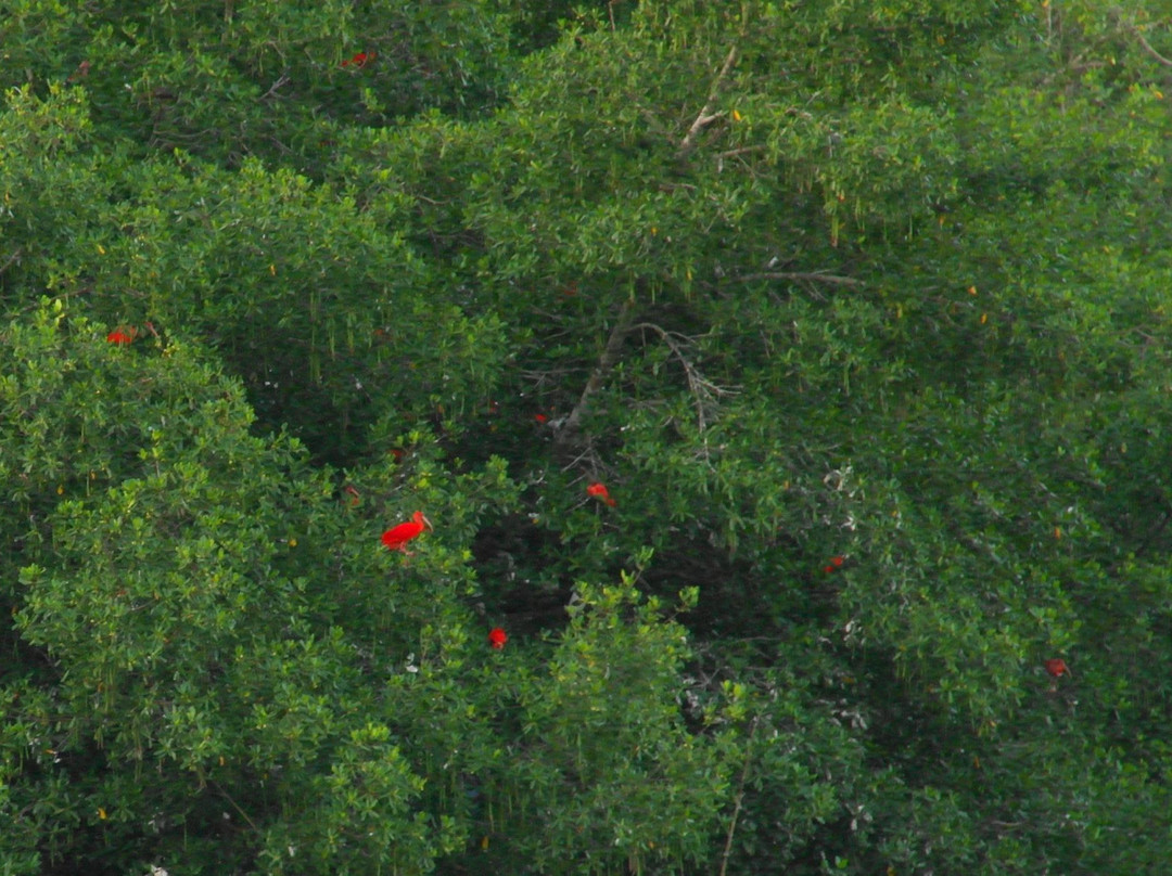 Caroni Lagoon National Park-特立尼达必去景点