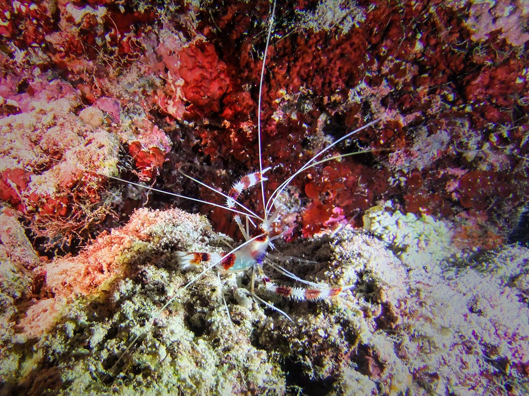 Dive Club Maldives-马累必去景点