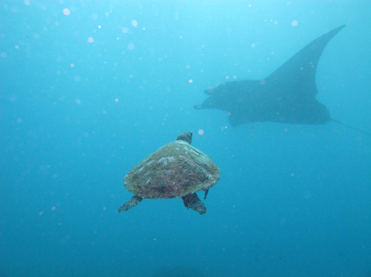 Bali Fun Diving-登巴萨必去景点