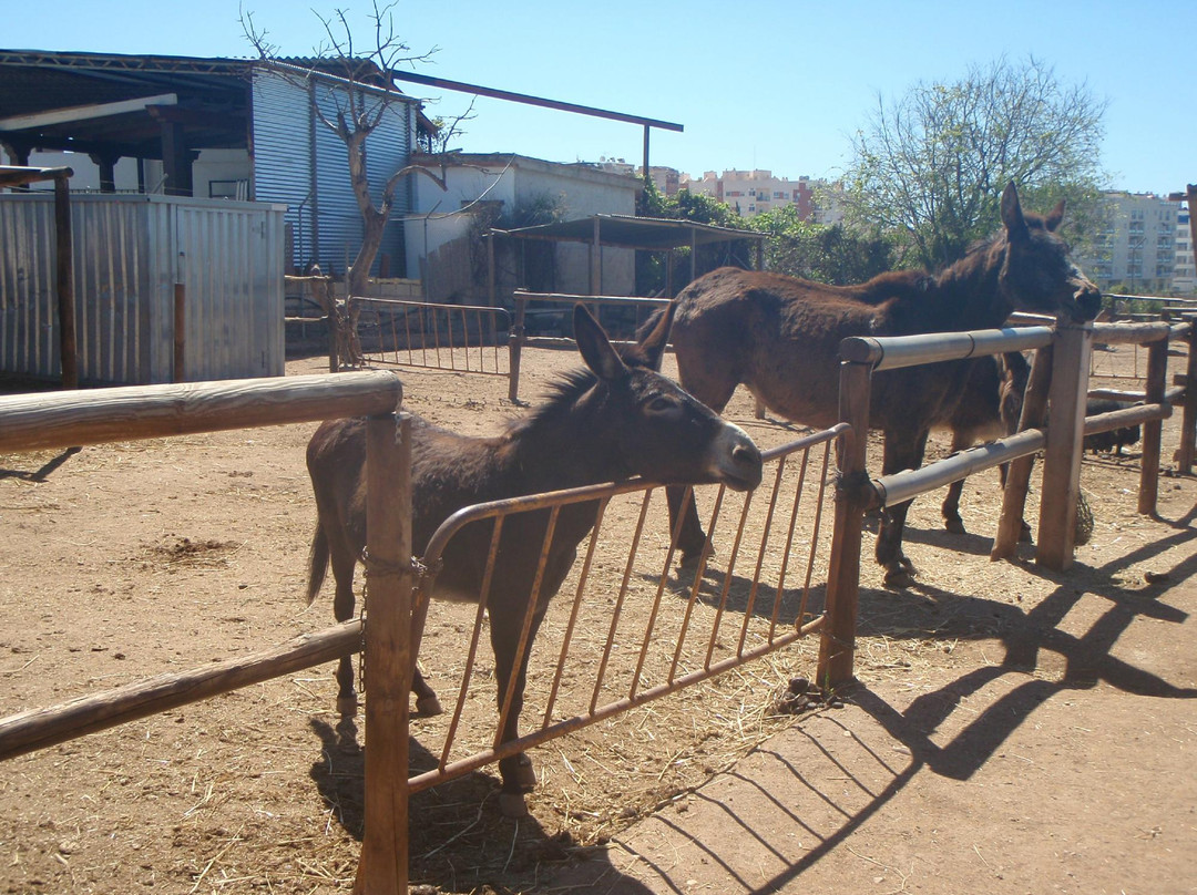 Nerja Donkey Sanctuary景点图片