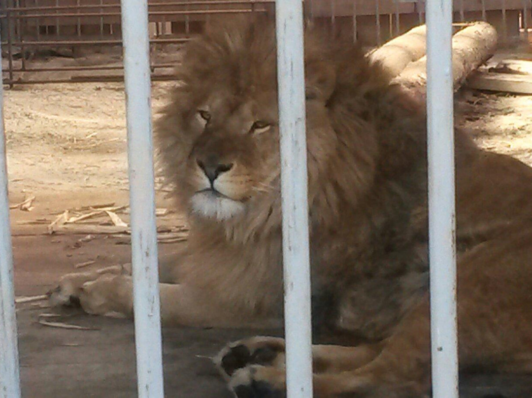 Zoo, baza otdykha Sosnoviy Bor-秋明必去景点