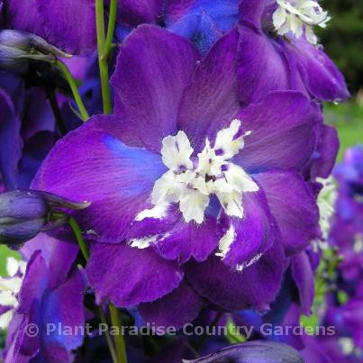 Plant Paradise Country Gardens-卡利登必去景点