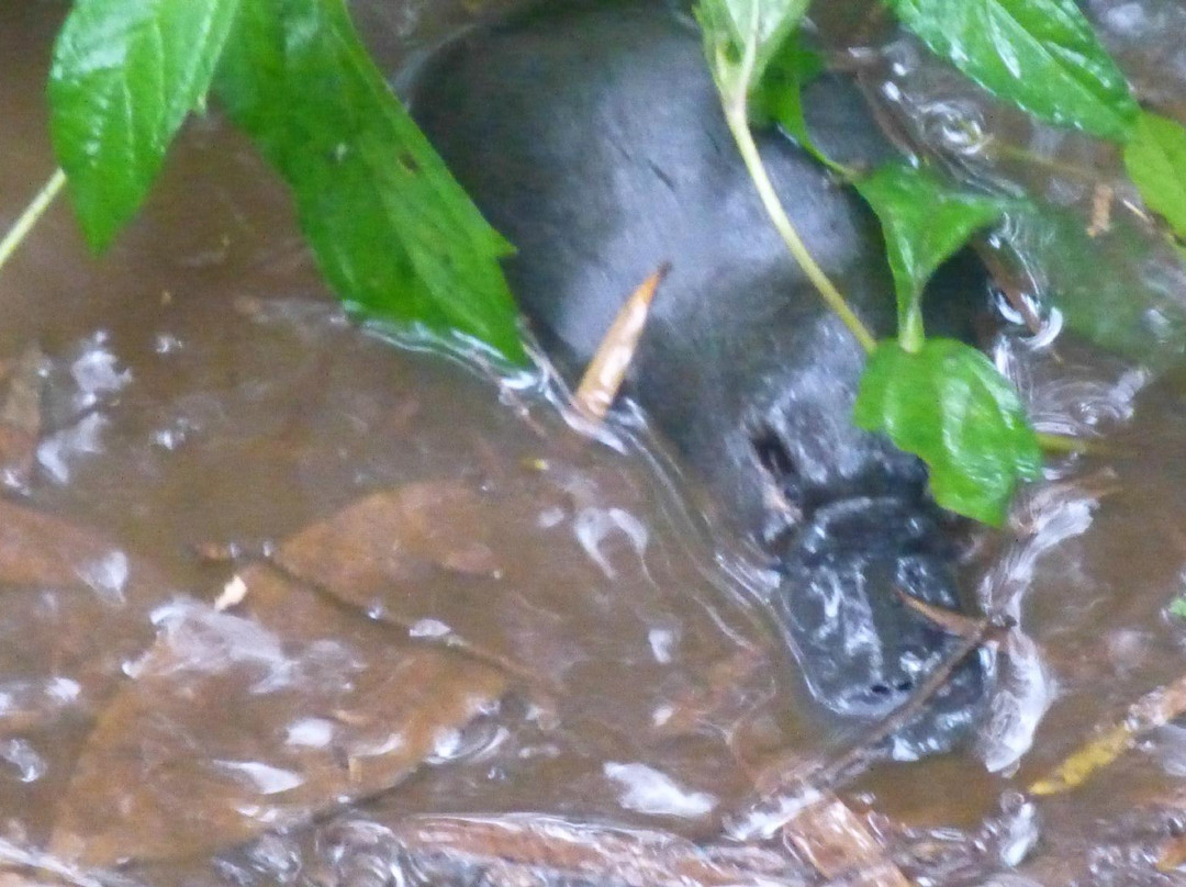 Yungaburra Platypus Viewing Platform-Yungaburra必去景点