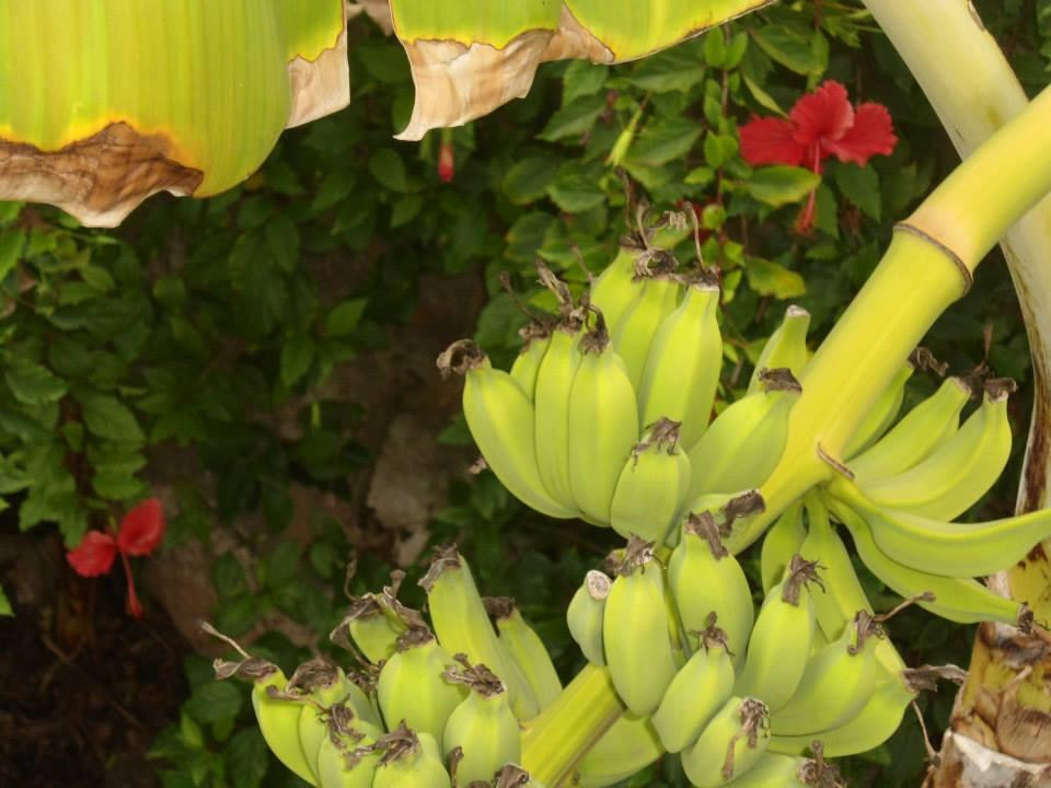 As Casinhas da Ada主图