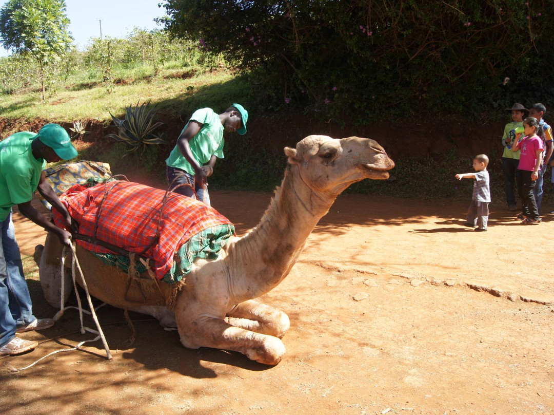 Evergreen Park-奇安波必去景点
