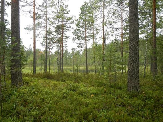 Paijanne-Ilves Trail-Padasjoki必去景点
