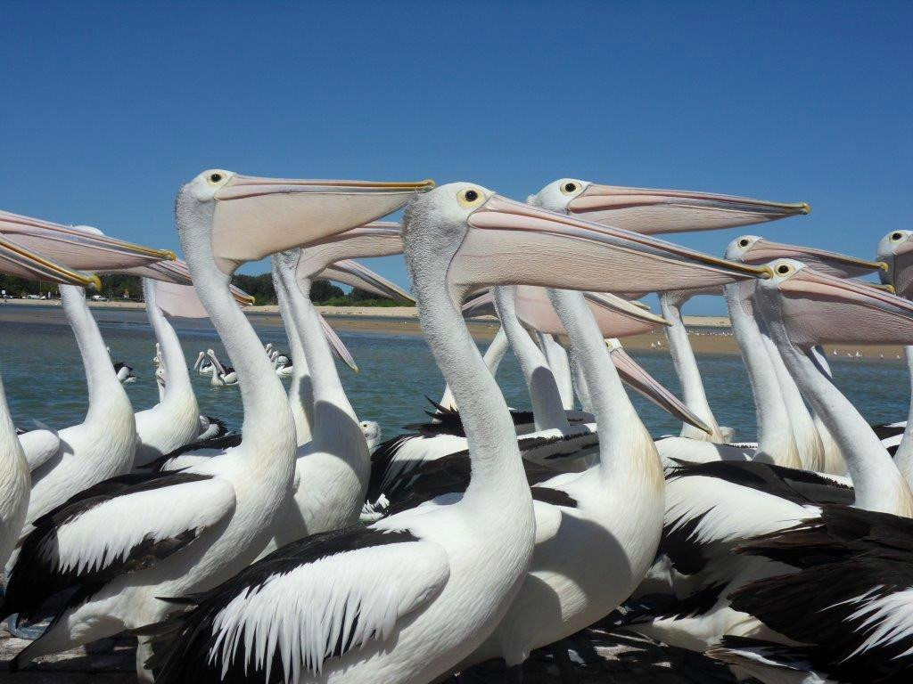 The Entrance Town Centre-恩瑞斯必去景点