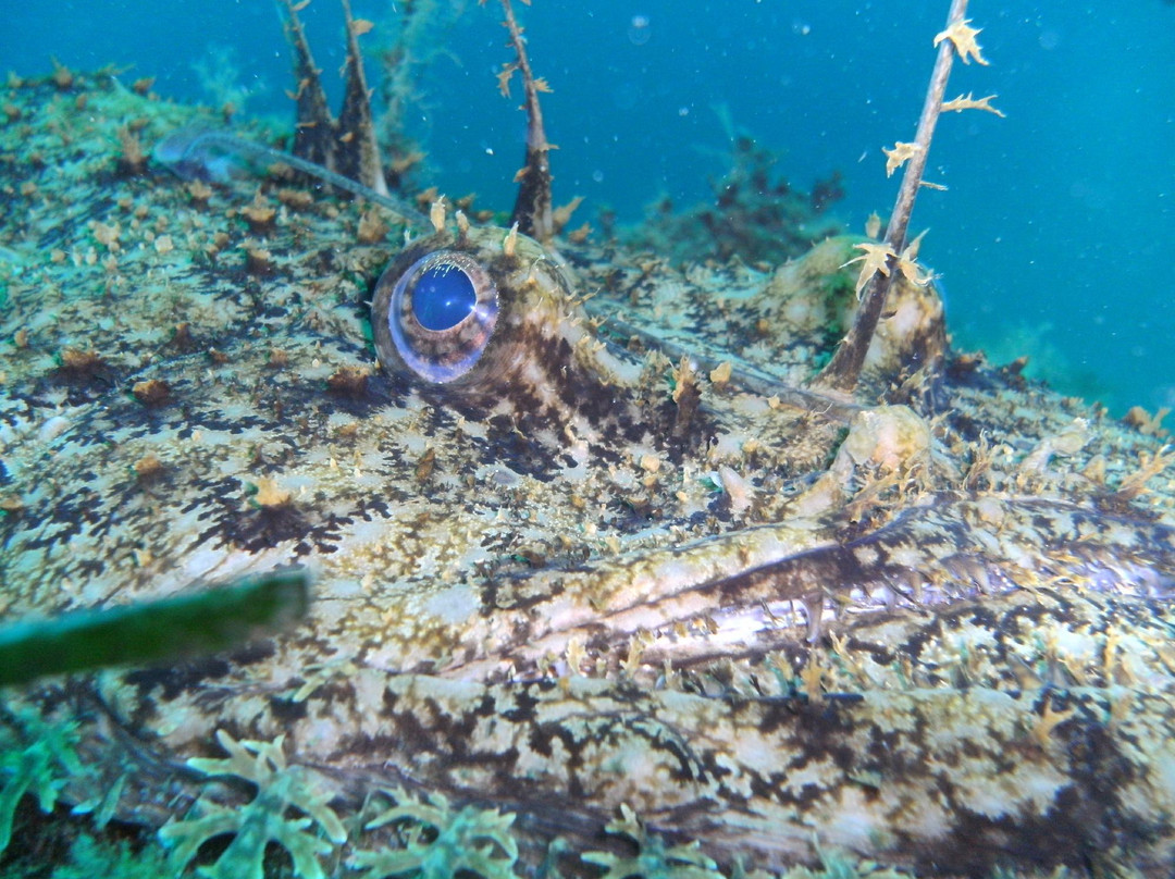 International Diving-Isola del Giglio必去景点
