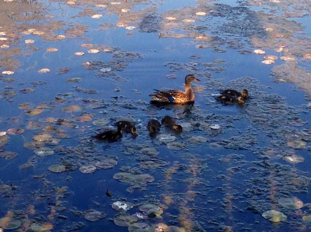 Marymoor Park-雷德蒙德必去景点
