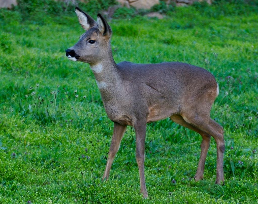 Caloca酒店住宿-Hotel Posada Casa Lamarid