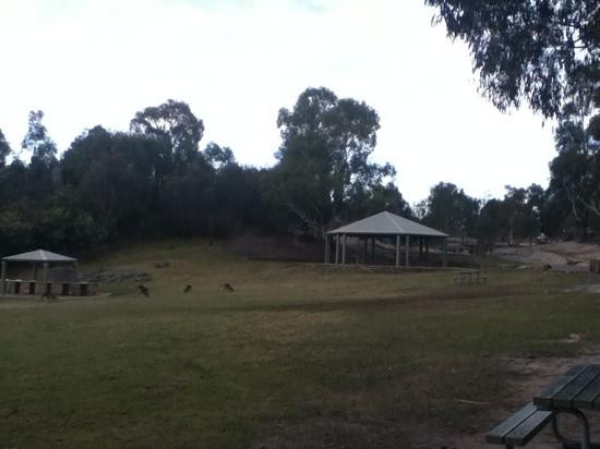 Tidbinbilla Nature Reserve景点图片