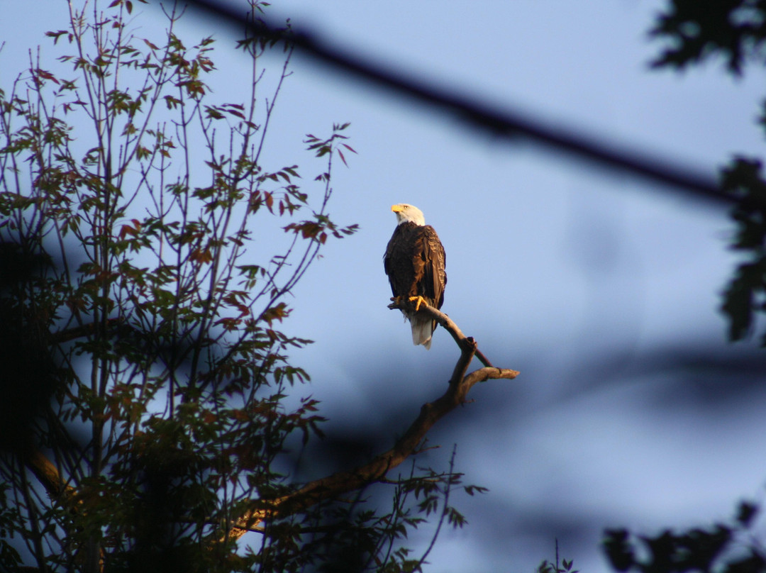 Pere Marquette Park景点图片
