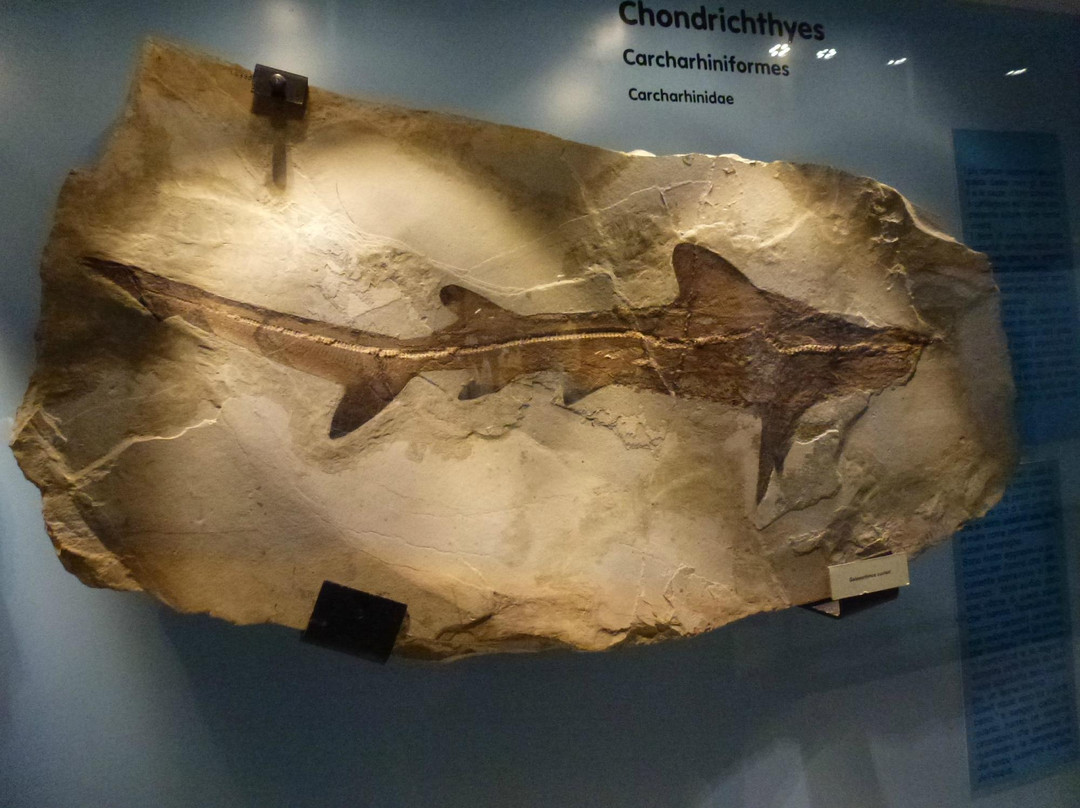 Museo dei Fossili di Bolca - Verona景点图片