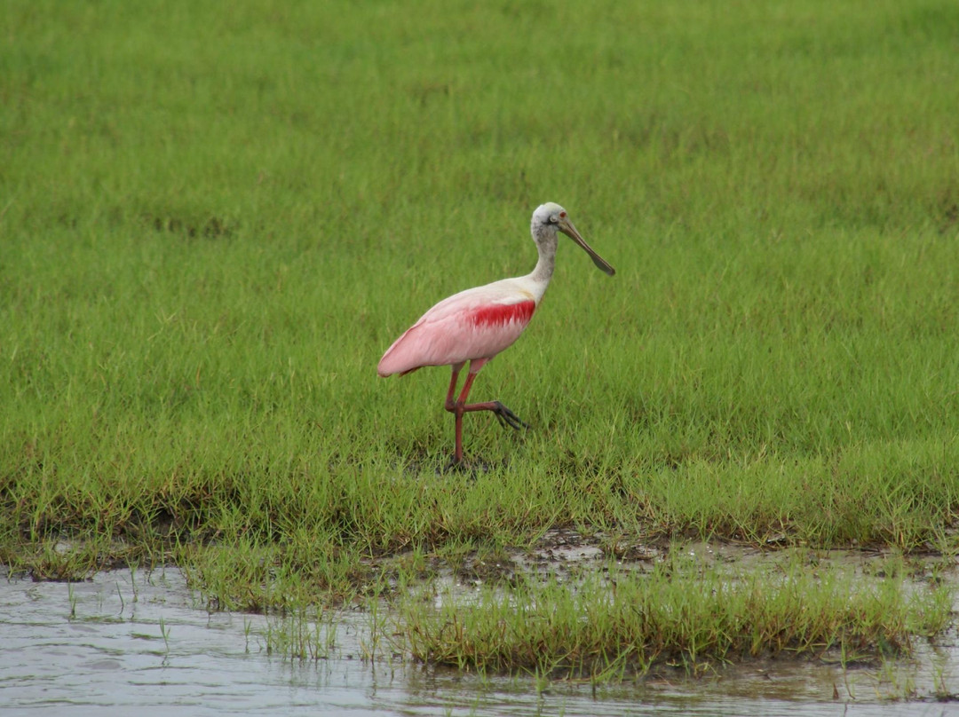 Eric Hagen Airboat and Fishing Charters-奥兰多必去景点