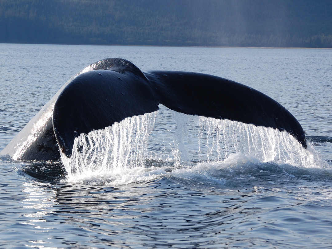 Hoonah Travel Adventures-胡纳必去景点