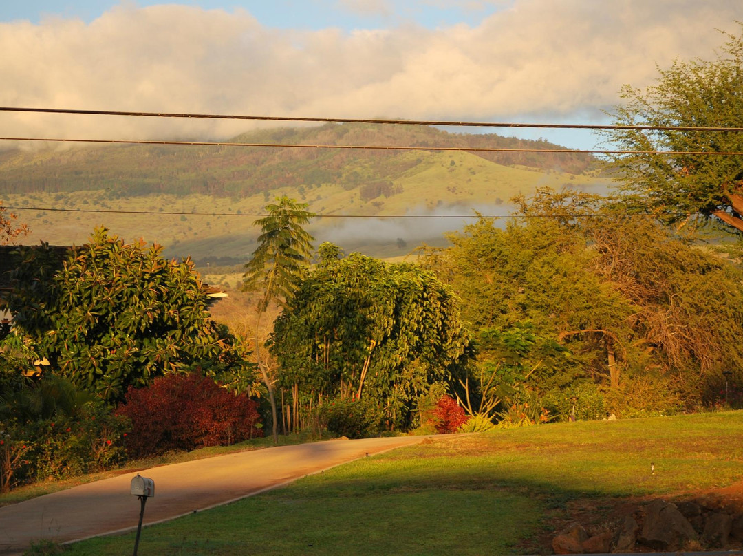 Mr. Pineapple-卡胡卢伊必去景点
