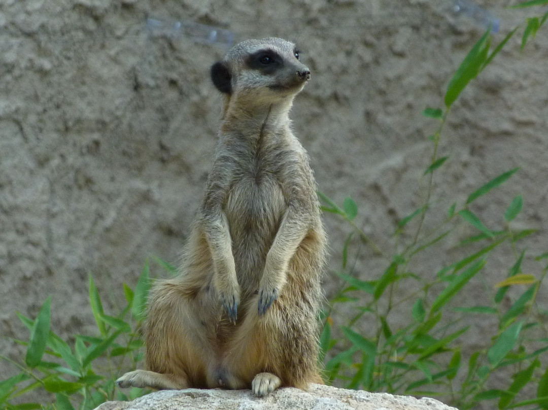 Parc Zoologique & Botanique de Mulhouse-米卢斯必去景点