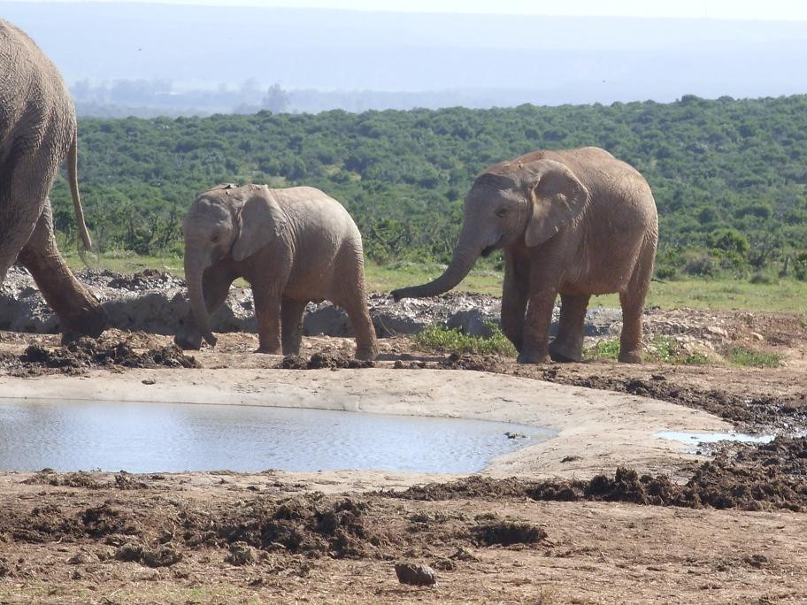 Addo Raptor and Reptile Centre-Addo Elephant National Park必去景点