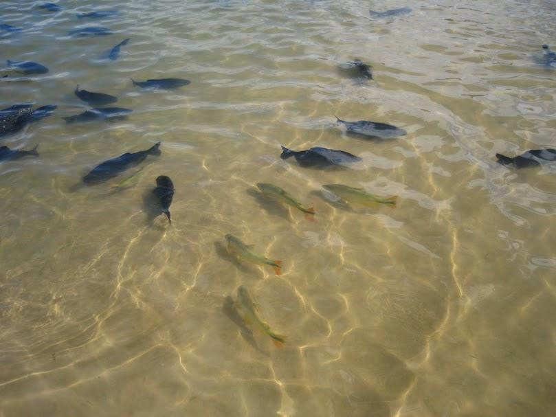 Figueira Beach-博尼图必去景点
