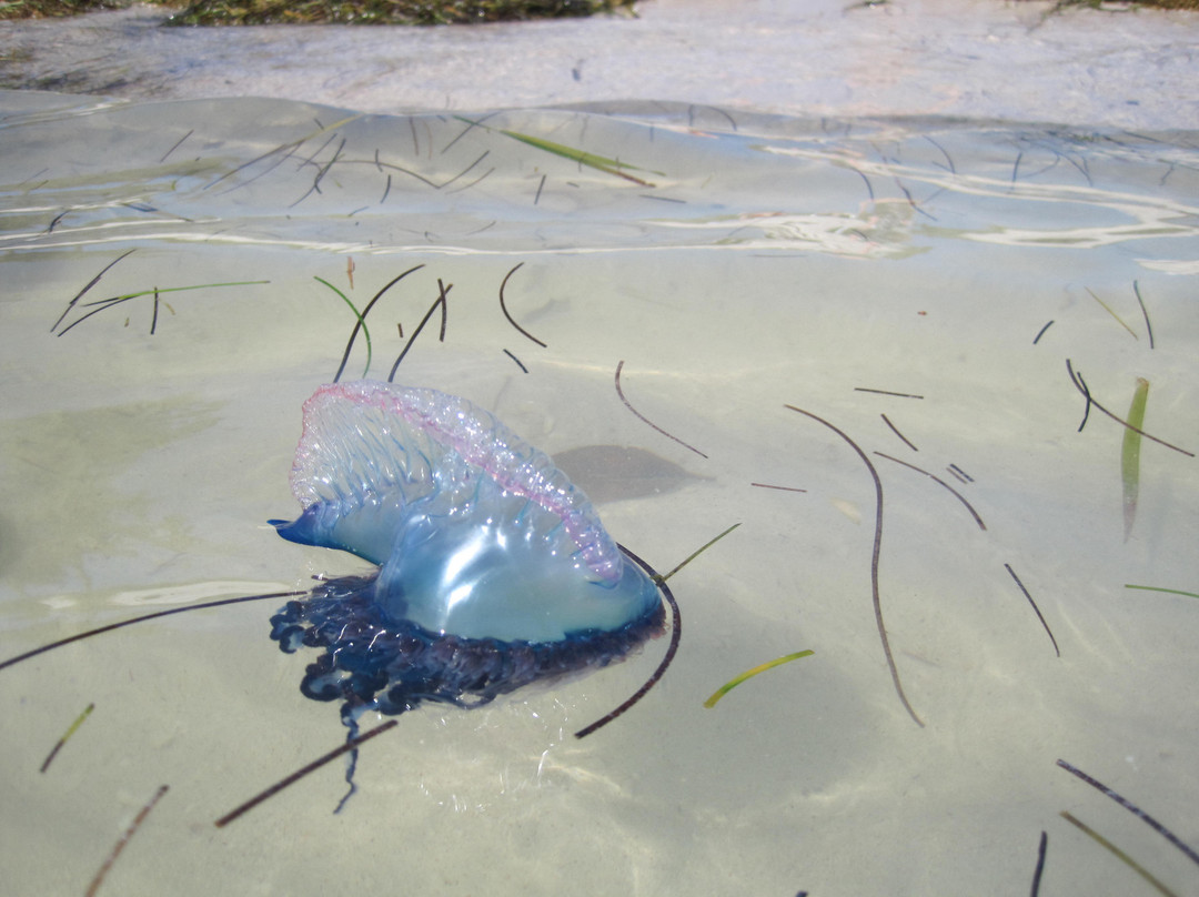 Sombrero Beach-马拉松必去景点