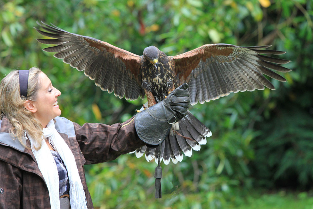Ireland's School of Falconry-康镇必去景点