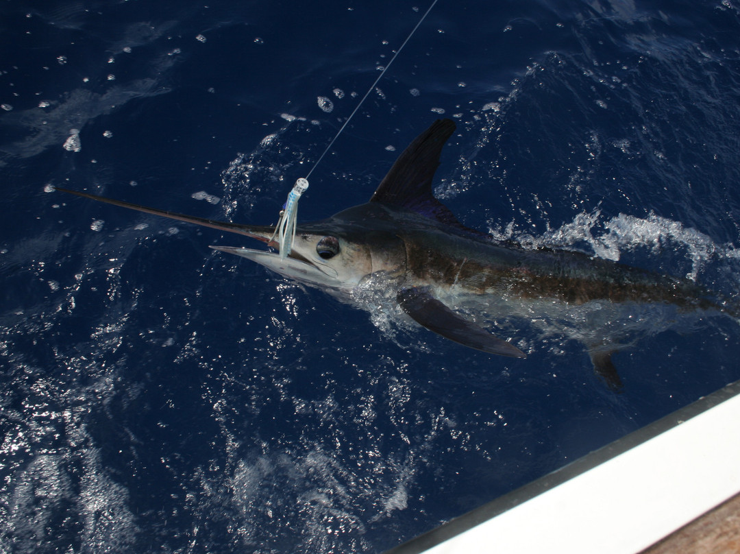 KAY K IV Sport Fishing Charters-伊斯拉摩拉达必去景点