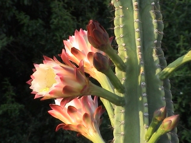 Villa Rodogallo主图