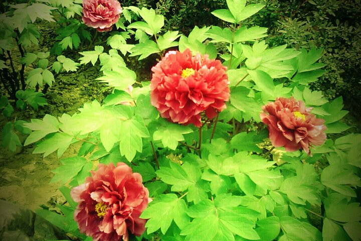 洛阳国际牡丹园-洛阳市必去景点