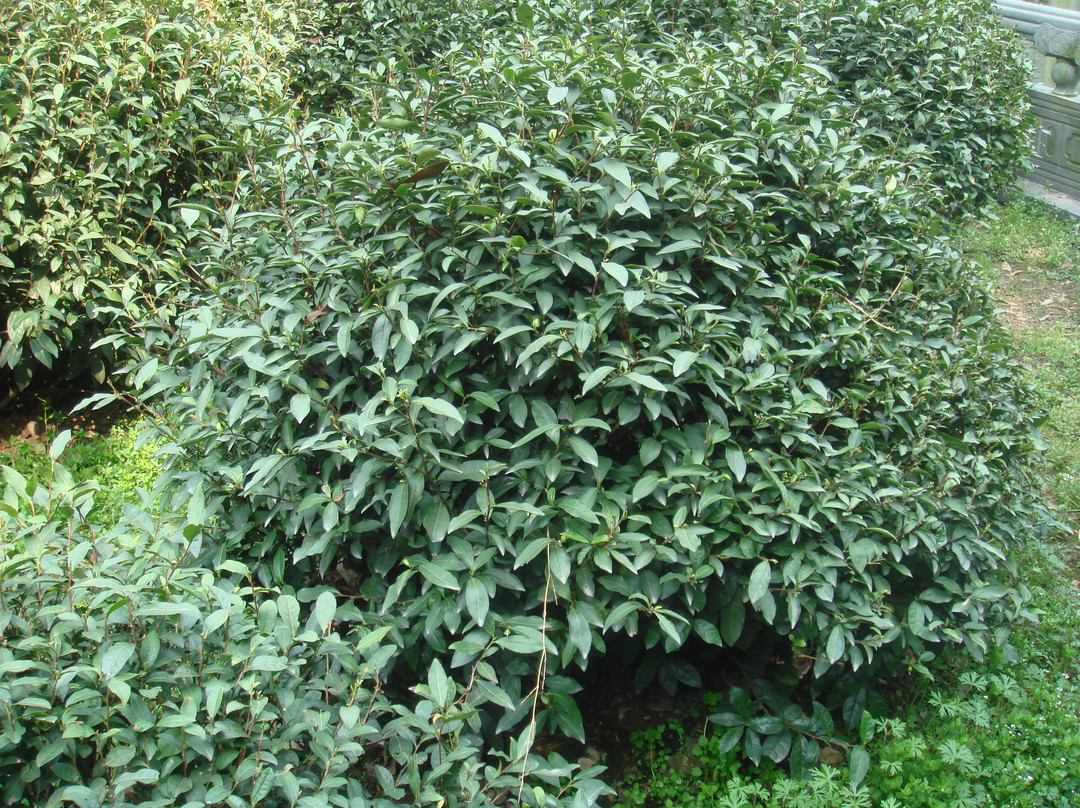 龙井问茶-杭州市必去景点