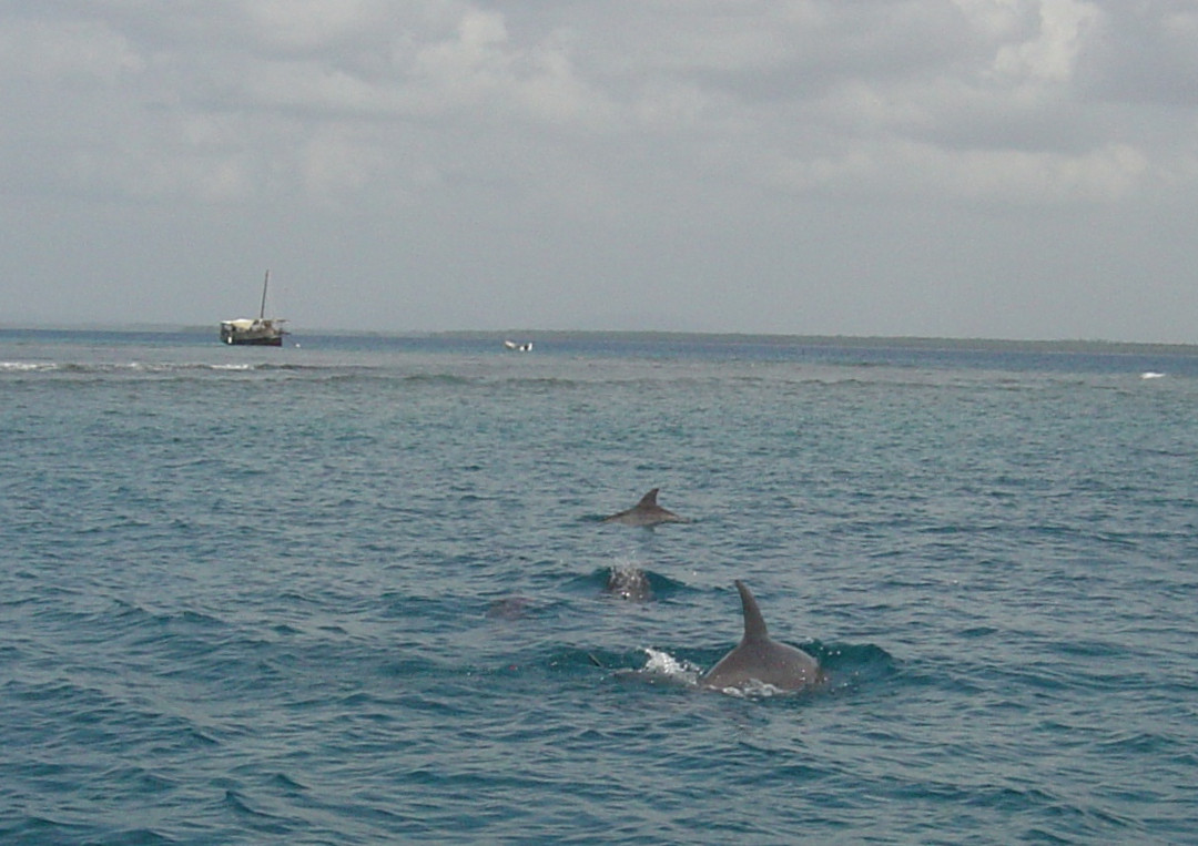Dream Kenya Safaris-迪亚尼必去景点