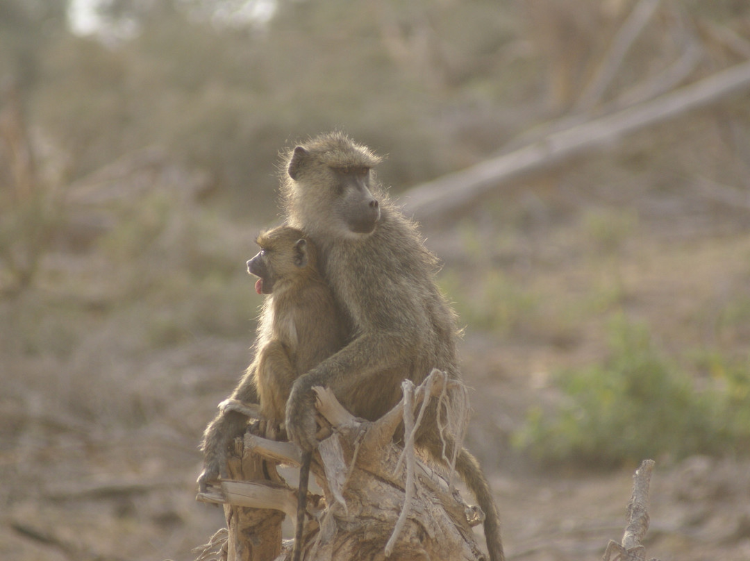 Wildlife Kenya Safaris - Day Trips-蒙巴萨必去景点