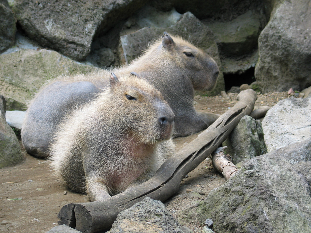 Izu Shaboten Zoo-伊东市必去景点