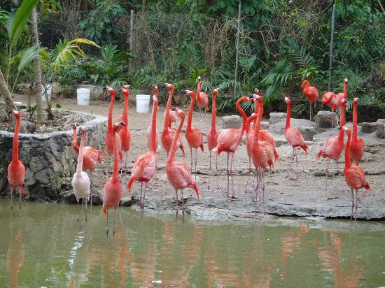 Ardastra Gardens & Wildlife Conservation Centre-拿骚必去景点