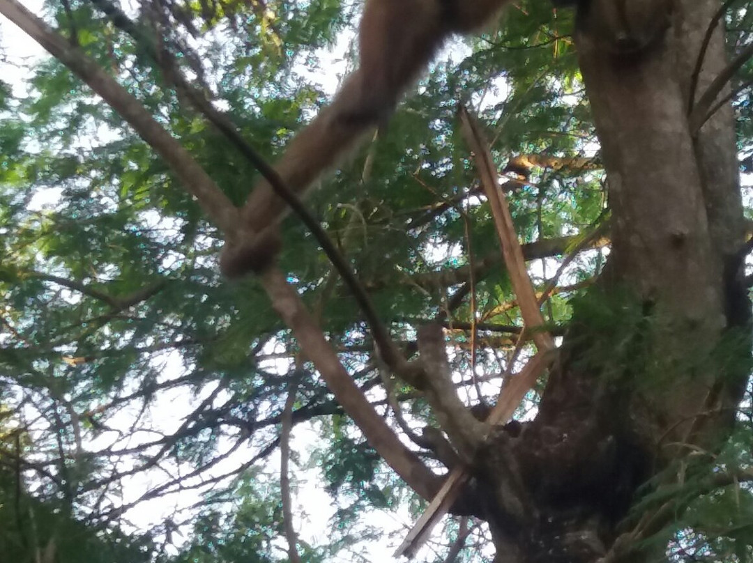 科龙巴酒店住宿-Pousada Caranda