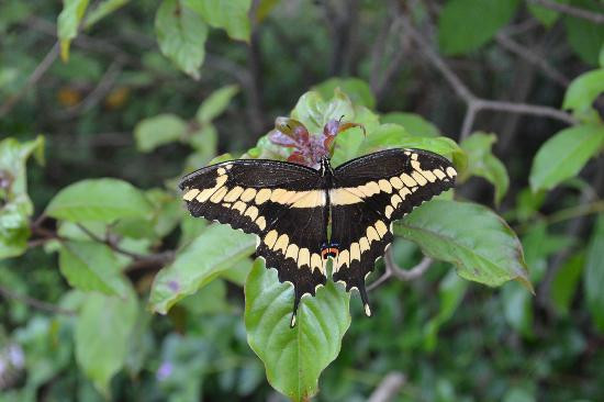 Naples Botanical Garden-那不勒斯必去景点
