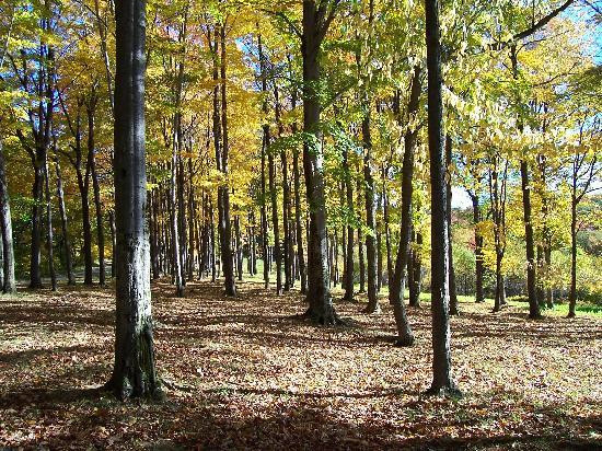 Allegany State Park景点图片