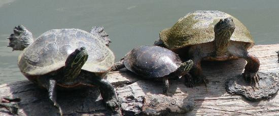 Three Lakes Park & Nature Center-里士满必去景点