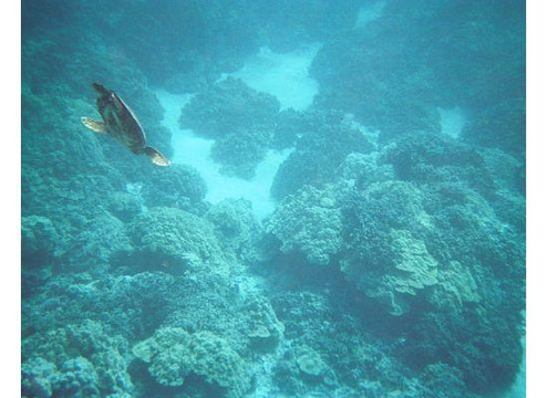 海豚发现之旅-凯鲁瓦-柯纳必去景点