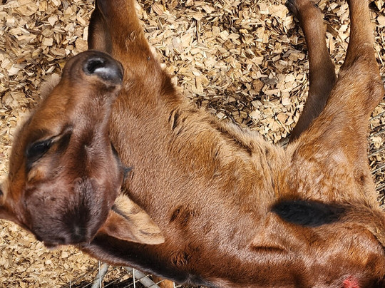 Smithton Visitor Information Centre-Smithton必去景点