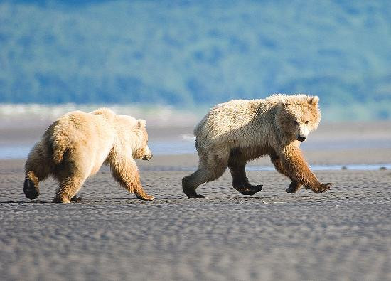Hallo Bay Lodge Bear VIewing-荷马必去景点