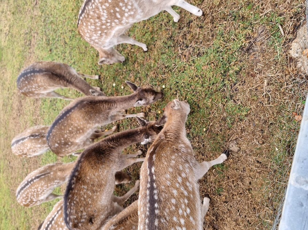 Deer Park Motor Inn Armidale主图