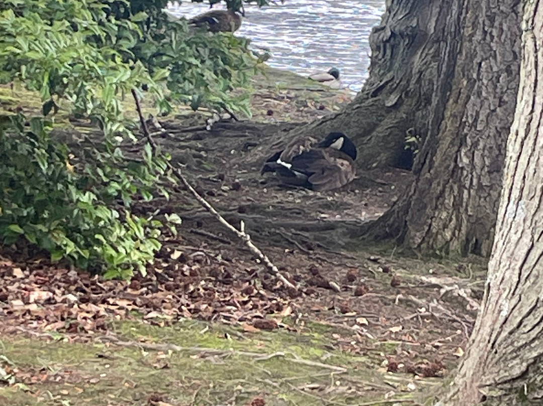 Silver Lake Park-多佛必去景点