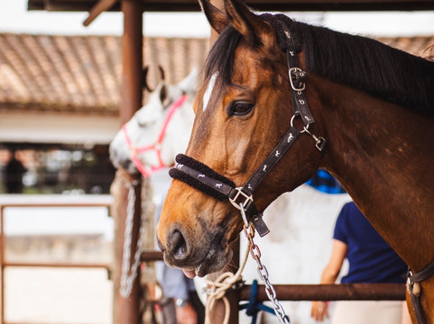 Equus-恩维加多必去景点