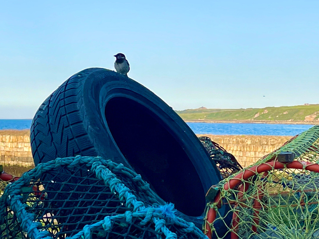 St Andrews Harbour Trust-圣安德鲁斯必去景点